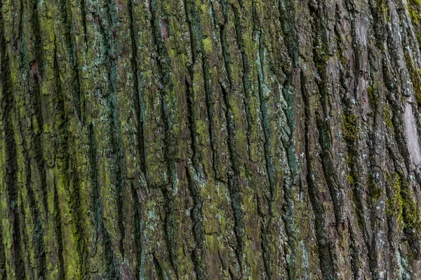 Pine Tree Trunk Textured Relief Rough Bark Green Turquoise Moss — Stock Photo, Image