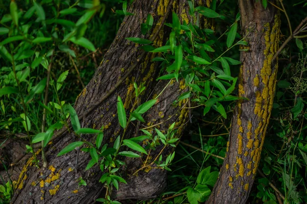 Gebogene Geprägte Baumstämme Mit Gelbem Moos Grünen Gras Mit Blättern — Stockfoto