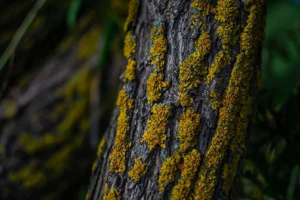 Tronco Árvore Texturizada Relevo Curvo Com Musgo Amarelo Brilhante Grama — Fotografia de Stock