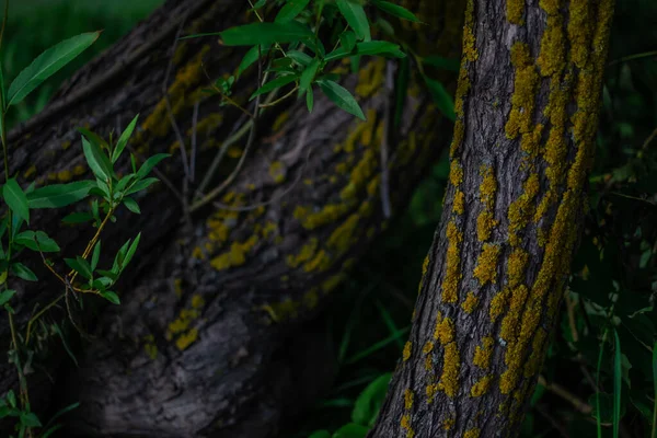 Gebogene Geprägte Baumstämme Mit Heller Farbe Gelbes Moos Grünen Gras — Stockfoto