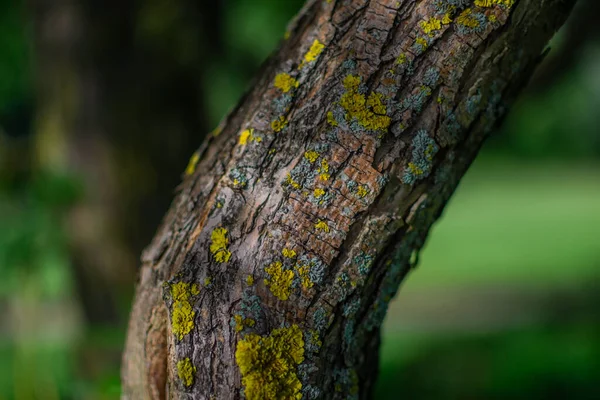 Zakrzywiony Wytłaczany Teksturowany Pień Drzewa Jasnożółtym Turkusowym Mchem Zielonym Lesie — Zdjęcie stockowe
