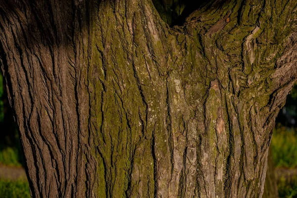 Textured Vertical Relief Rough Bark Green Moss Lichen Tree Trunk — Stock Photo, Image