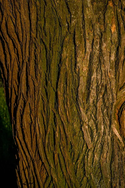 Textured Vertical Relief Rough Bark Green Moss Lichen Tree Orange — Stock Photo, Image