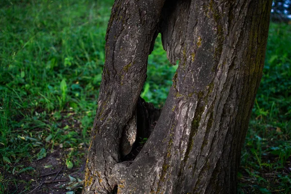 구멍뚫린 나무줄기 수직으로 나무껍질 공원의 — 스톡 사진