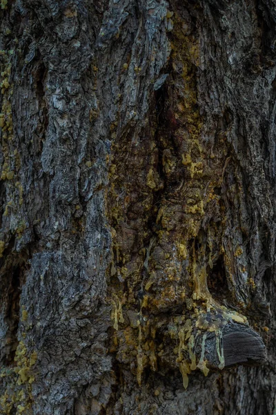 Thick Yellow Resin Flows Textured Dry Rough Bark Old Relief — Stock Photo, Image