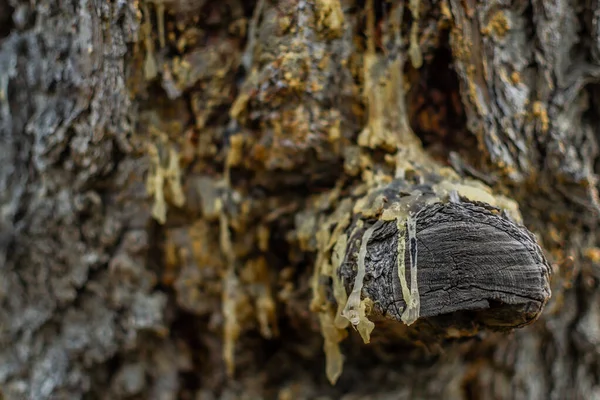 Thick Light Yellow Resin Flows Textured Dry Rough Bark Old — Stock Photo, Image