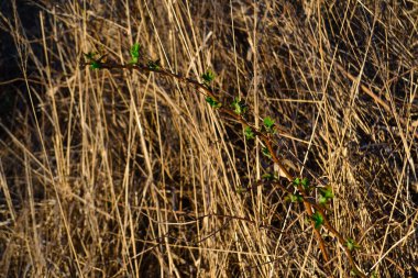 Küçük yeşil yapraklı dallar, yapraklar. Kuru sarı, ince sazlık çimen arka planı. Sonbahar günbatımında tarla