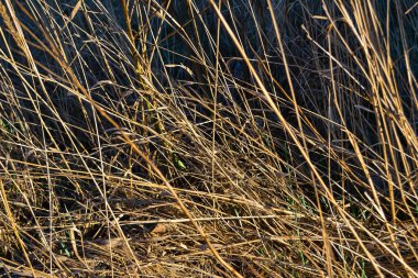 Kuru sarı ince çimenler. Kalıp, doku, makro, yakın çekim. Sonbahar güneşinin günbatımında tarla