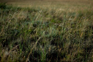 Kuru, yeşil, ince çimenler. Kalıp, doku, makro, yakın çekim. Yaz güneşinin batışındaki tarla. Doğa