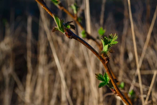 Roter Zweig Mit Kleinen Grünen Sprossen Blätter Laub Trockene Gelbe — Stockfoto