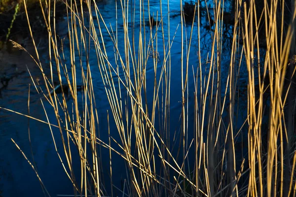 Roseaux Fins Jaunes Secs Herbe Motif Texture Macro Gros Plan — Photo