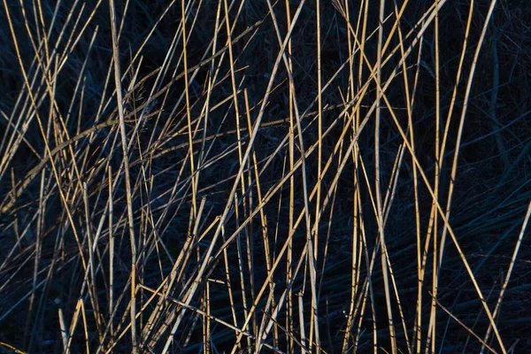 Dry Yellow Thin Reed Grass Pattern Texture Macro Close Field — Stock Photo, Image