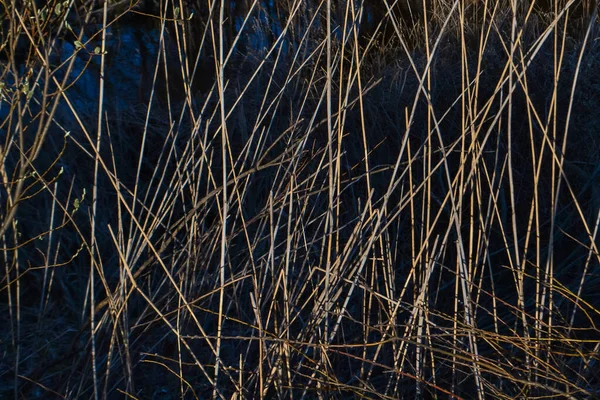 Dry Yellow Thin Grass Pattern Texture Macro Close Field Sunset — Stock Photo, Image