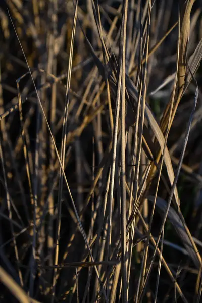 Dry Yellow Thin Reed Grass Sunset Light Field Texture Macro — Stock Photo, Image