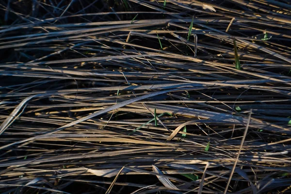 Dry Yellow Thin Grass Pattern Texture Macro Close Field Sunset — Stock Photo, Image