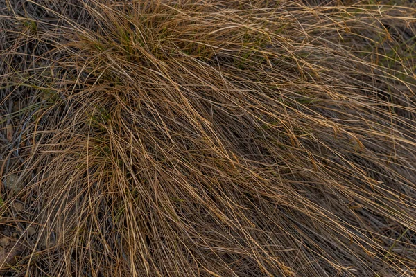 Dry Yellow Thin Reed Grass Sunset Light Texture Macro Close — Stock Photo, Image