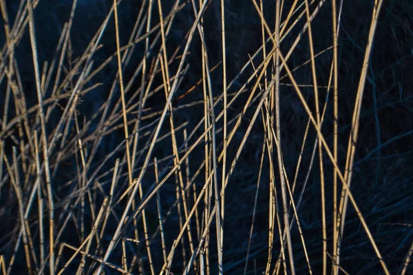 Dry Yellow Thin Grass Pattern Texture Macro Close Field Sunset — Stock Photo, Image