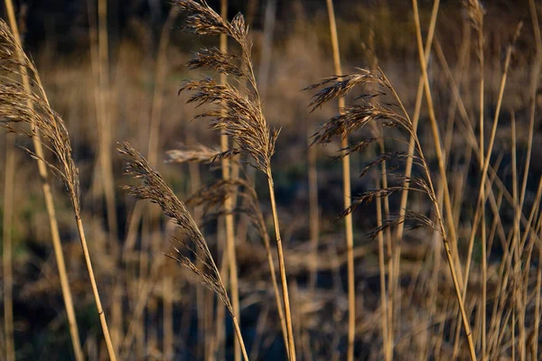 Fluffy Dry Yellow Light Fluffy Grass Field Macro Sunset Spring — Stock Photo, Image