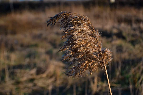 Dry Yellow Light Fluffy Grass Field Macro Sunset Autumn — Stock Photo, Image