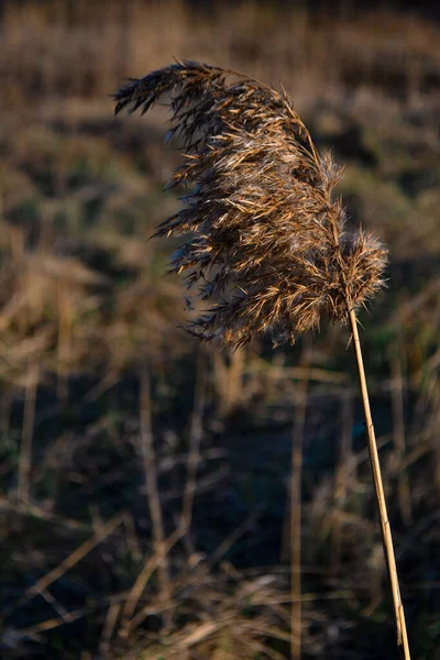 乾燥した黄色の光のふわふわ草をフィールドにマクロ — ストック写真
