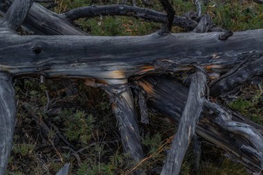 Kuru, gri ağaç gövdeleri ve ateş üstüne ağaç gövdeleri, devrilmiş, yeşil çimenlerde uzanıyor. Baykal doğası.