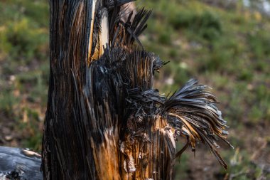 Fibröz kırmızı, ateş üstüne ağaç gövdesi üzerine ağaç gövdesi, Baykal.