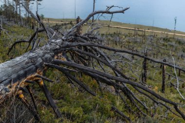 Ateş üstüne ağaç dalları olan kurumuş gri ağaç, devrilmiş, yeşil çimenlerde yatıyor. Mavi Baykal gölü arkaplanı. 