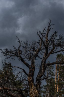 Güzel eğri büğrü kurumuş, ateş üstüne ağaç. Kurum desenli şortlu kırmızı siyah. Bulutlu bir arka plan. Baykal gölü doğası. Hüzünlü