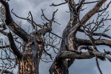 Güzel eğri büğrü, kuru, kuru, ateş üstüne ağaç. Kurum desenli şortlu kırmızı siyah ağaç kabuğu. Bulutlu gökyüzü. Bulutlu