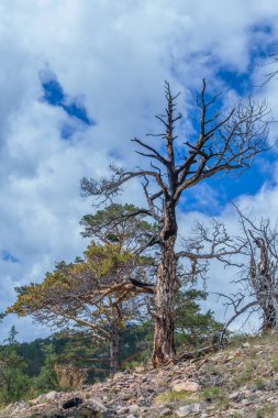 Dağın yamacında çıkan yangından sonra güzel eğri büğrü kurumuş ölü ağaç. Siyah, kurum desenli, çıplak. Yeşil orman geçmişi. Beyaz bulutlu mavi gökyüzü