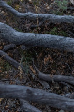 Yerdeki yangından sonra kurumuş gri ağaç dalları. Spiral desen