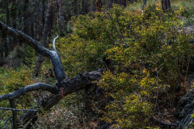 Yangından sonra kurumuş ağaçlar, devrilmiş, çalılıklarda yatıyor. Yeşil çam ağaçları orman arka planı. Baykal doğası. Güneş ışığı