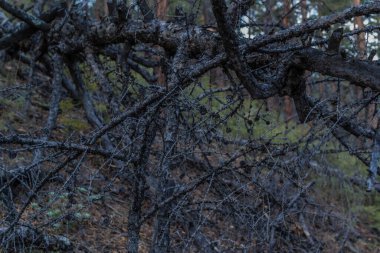 Koyu gri eğri dallar ve küçük siyah kozalaklı kozalaklı kozalaklı ağaçlar..