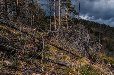 Yangından sonra düşen kurumuş gri portakal ağaçları dağın yamacındaki çimlerin üzerinde yatıyor. Yeşil çam ağaçları orman ve bulutlu gökyüzü. Alt manzara. Baykal doğası güneş ışığında.