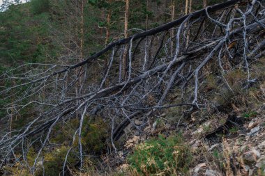 Yangından sonra dallara düşmüş iki kuru gri ağaç dağın yamacındaki çimlerde uzanıyor. Yeşil çam ağaçları orman arka planı. Baykal doğası.