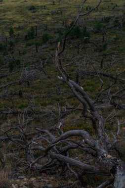 Kuru gri kıvrımlar yeşil arka plandaki yangından sonra dalları büküyor. Üst Manzara. Ekoloji