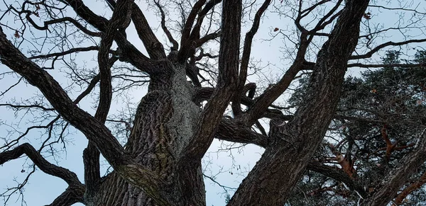 Dunkler Hoher Kahler Baum Mit Schönen Ästen Vor Bewölktem Himmel — Stockfoto