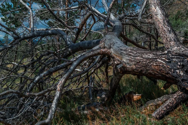 빽빽하게 꼬불꼬불 가지들이 커다란건 나무는 나무껍질을 익혔어 — 스톡 사진