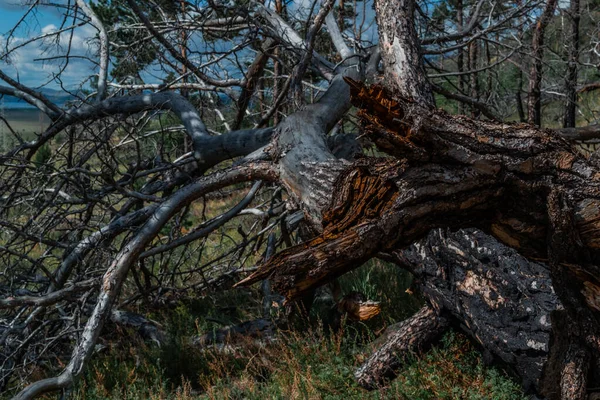 가지들이 꼬불꼬불 커다란 나무가 나무껍질을 익혔어 — 스톡 사진