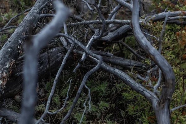회색죽은 나뭇가지들은 벌목되어 있습니다 — 스톡 사진