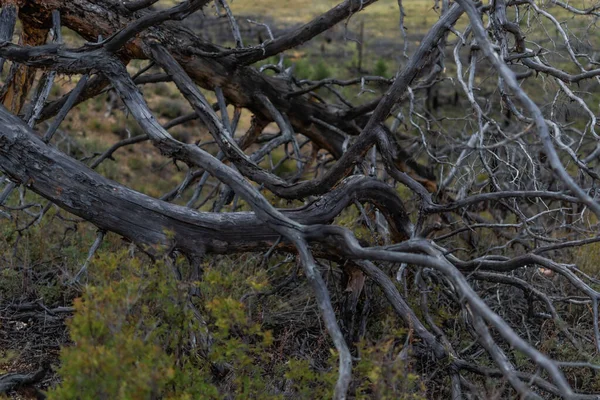 회색죽은 나무가 끝나고 꺾어진 가지들이 꼬불꼬불 채푸른 — 스톡 사진
