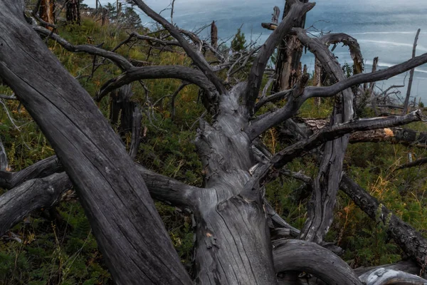 회색죽은 나무에 쓰러진 가지들이 바이칼 호수의 — 스톡 사진