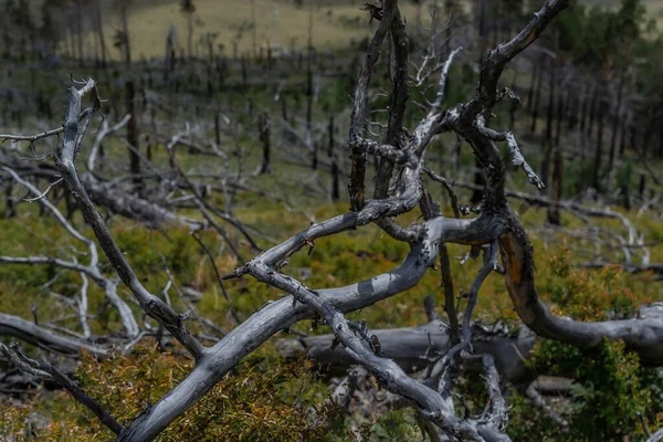 Sec Mort Gris Sinueux Courbes Branches Arbres Après Feu Abattu — Photo