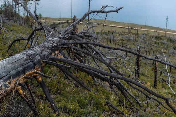 Árbol Gris Muerto Seco Con Ramas Después Del Fuego Derribado — Foto de Stock