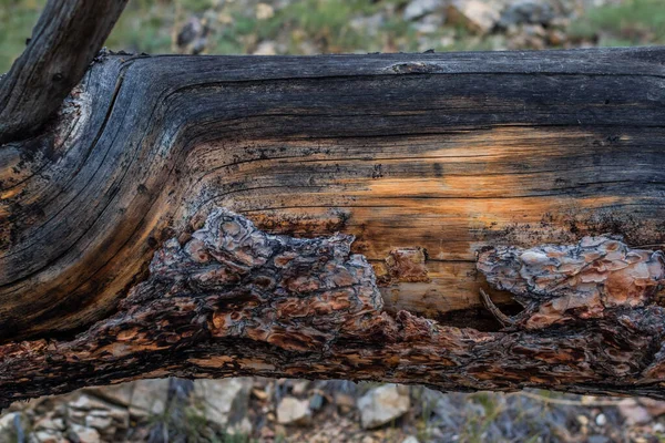 Yangından sonra kuru kırmızı desenli siyah kurum gövdesi. Baykal doğası.