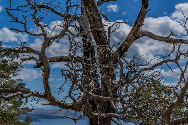 Гарно Скручені Кручені Гілки Сухих Мертвих Дерев Після Вогню Блакитне — стокове фото