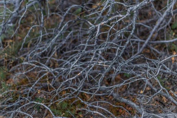 회색의 가지들이 자연은 그린다 — 스톡 사진