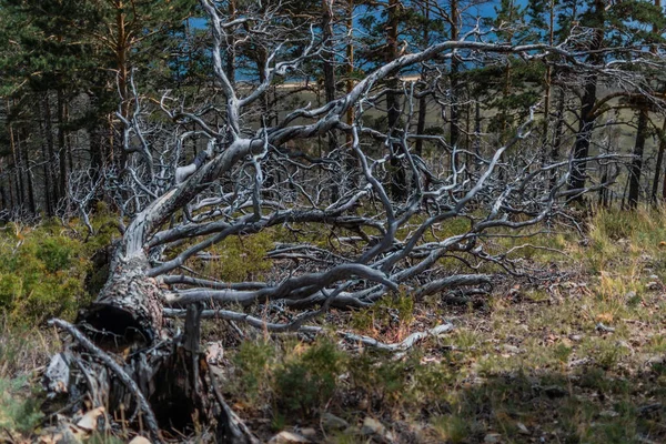 나무에 가지들이 꼬불꼬불 꺾이고 베어내어 나무껍질을 익혔어 바이칼의 — 스톡 사진