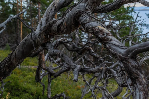 시들어 이불과 나선형 가지로 시베리아 바이칼호의 배경이 — 스톡 사진