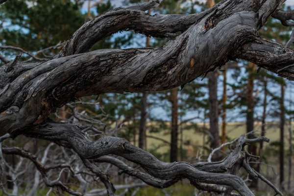 가지에 암청색 시베리아 소나무 바이칼호의 — 스톡 사진
